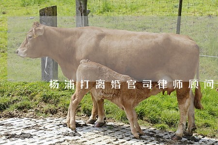 杨浦打离婚官司律师顾问公司