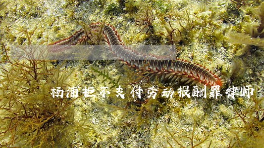 杨浦拒不支付劳动报酬罪律师 杨浦拒不支付劳动报酬罪律师