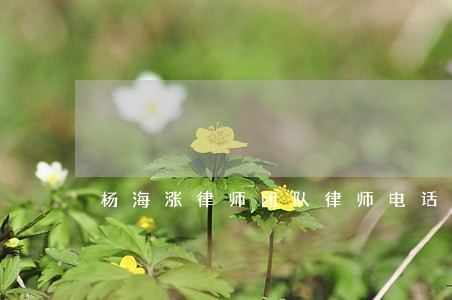 杨海涨律师团队律师电话咨询 杨海涨律师团队律师电话咨询