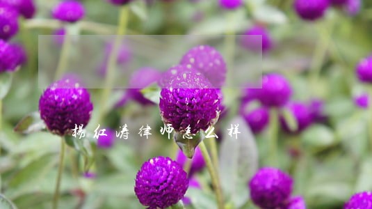 杨红涛律师怎么样 杨红涛律师怎么样