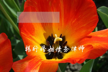 杨行婚姻债务律师 杨行婚姻债务律师