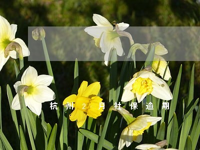 杭州2月社保逾期 杭州2月社保逾期