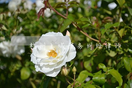 杭州上城债务纠纷律师