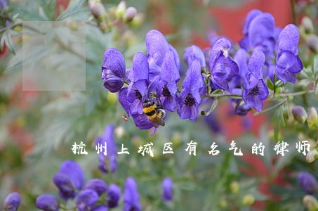 杭州上城区有名气的律师 杭州上城区有名气的律师