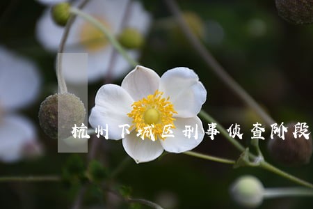 杭州下城区刑事侦查阶段律师 杭州下城区刑事侦查阶段律师