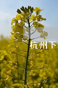 杭州下城区哪个律师好点 杭州下城区哪个律师好点