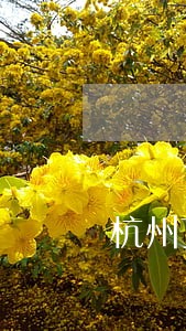 杭州下城区如何请律师 杭州下城区如何请律师