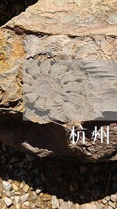 杭州下城区整容纠纷律师哪个好 杭州下城区整容纠纷律师哪个好
