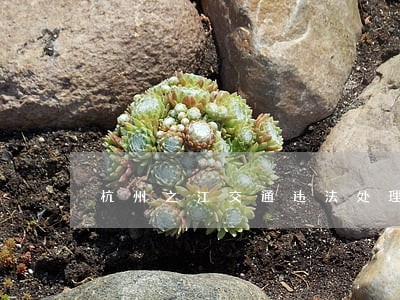 杭州之江交通违法处理点 杭州之江交通违法处理点