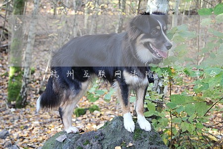 杭州互联网法院诉讼平台热线 杭州互联网法院诉讼平台热线