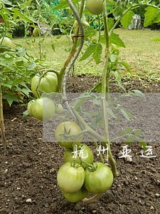 杭州亚运会法律顾问 杭州亚运会法律顾问