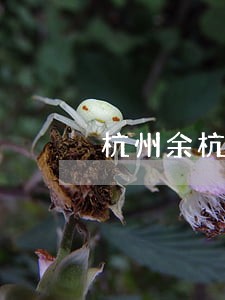 杭州余杭律师电话在线免费咨询 杭州余杭律师电话在线免费咨询