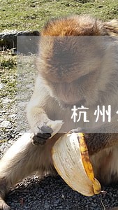 杭州公司成立律师事务所 杭州公司成立律师事务所