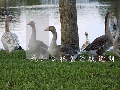 杭州公积金还款逾期 杭州公积金还款逾期