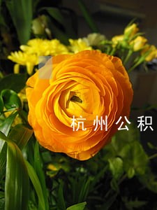 杭州公积金逾期短信 杭州公积金逾期短信