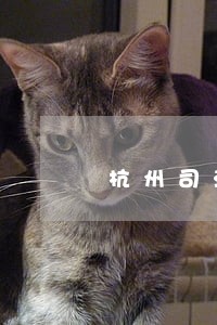 杭州司法拍卖房个税谁承担 杭州司法拍卖房个税谁承担