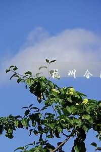 杭州合同纠纷律师电话 杭州合同纠纷律师电话