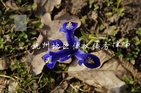 杭州地区债权债务律师 杭州地区债权债务律师