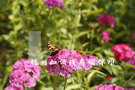 杭州如何找离婚律师 杭州如何找离婚律师