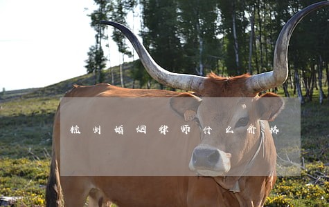 杭州婚姻律师什么价格 杭州婚姻律师什么价格