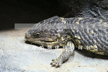 杭州婚姻律师咨询电话 杭州婚姻律师咨询电话