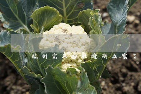 杭州宏亚金融逾期立案了吗