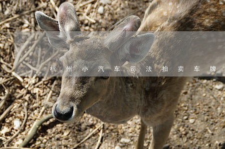 杭州小汽车司法拍卖车牌能过户吗