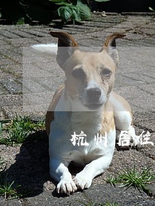 杭州居住证逾期多长时间可以续期 杭州居住证逾期多长时间可以续期