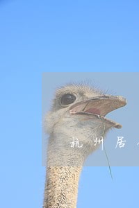 杭州居住证逾期未办理 杭州居住证逾期未办理