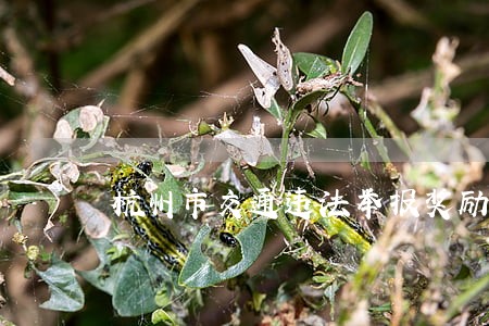 杭州市交通违法举报奖励办法 杭州市交通违法举报奖励办法