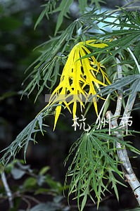 杭州市刑事律师法律咨询 杭州市刑事律师法律咨询