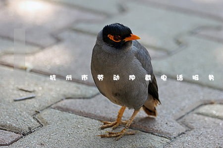 杭州市劳动仲裁电话服务电话 杭州市劳动仲裁电话服务电话