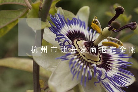 杭州市让开发商退定金附近的律师 杭州市让开发商退定金附近的律师