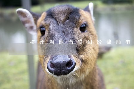 杭州当地借贷纠纷律师电话多少 杭州当地借贷纠纷律师电话多少