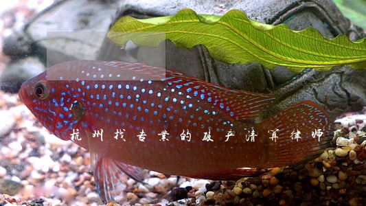 杭州找专业的破产清算律师 杭州找专业的破产清算律师