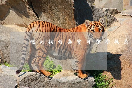 杭州找债务官司律师联系号码 杭州找债务官司律师联系号码