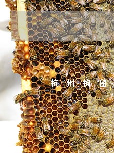 杭州拘留保释律师出庭收费 杭州拘留保释律师出庭收费