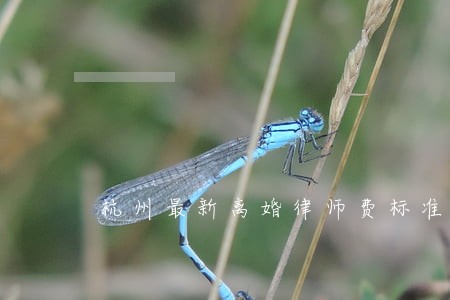 杭州最新离婚律师费标准