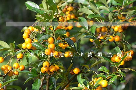 杭州本地专业离婚债务纠纷律师 杭州本地专业离婚债务纠纷律师