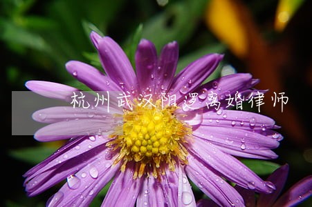 杭州武汉阳逻离婚律师 杭州武汉阳逻离婚律师