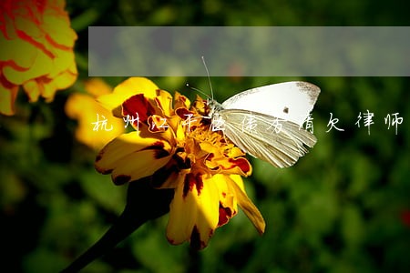 杭州江干区债务清欠律师委托流程 杭州江干区债务清欠律师委托流程