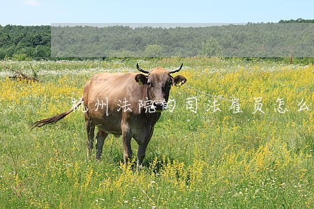 杭州法院的司法雇员怎么样 杭州法院的司法雇员怎么样