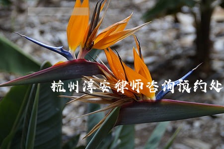 杭州淳安律师咨询预约处 杭州淳安律师咨询预约处