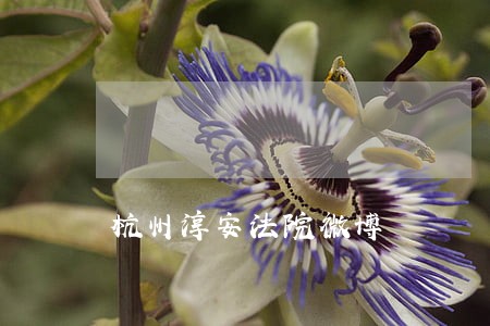 杭州淳安法院微博