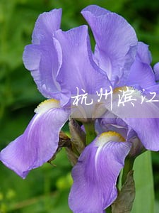 杭州滨江专业车祸赔偿律师 杭州滨江专业车祸赔偿律师