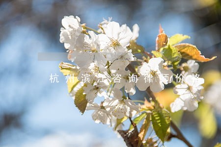 杭州滨江咨询律师价格 杭州滨江咨询律师价格