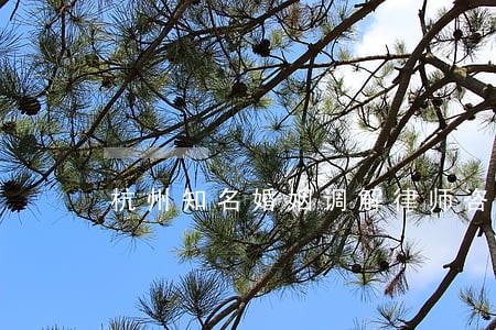 杭州知名婚姻调解律师咨询服务 杭州知名婚姻调解律师咨询服务