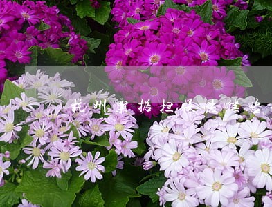 杭州票据担保法律咨询 杭州票据担保法律咨询