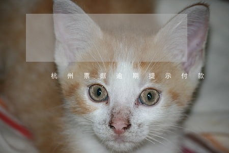 杭州票据逾期提示付款 杭州票据逾期提示付款