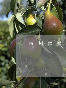 杭州离婚诉讼律师多少钱 杭州离婚诉讼律师多少钱